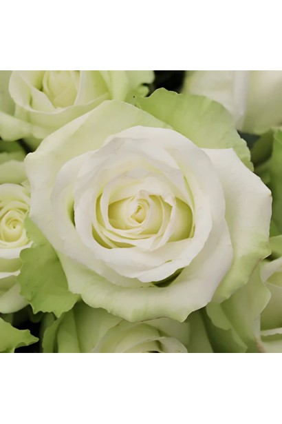 Троянда Lovely Green